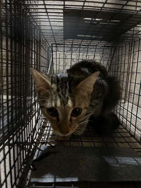 Shelter Stray Female Cat last seen Near BLOCK SOUTHSIDE DR APT 4A, 3528 Newburg Rd, Louisville, KY 40218, USA