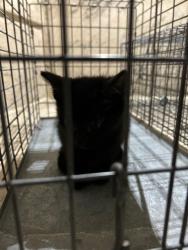 Shelter Stray Female Cat last seen Near BLOCK SOUTHSIDE DR APT 4A, 3528 Newburg Rd, Louisville, KY 40218, USA