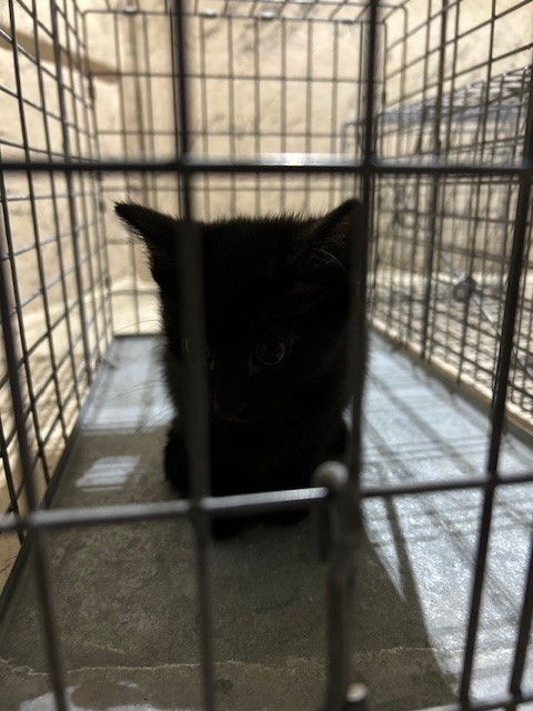 Shelter Stray Female Cat last seen Near BLOCK SOUTHSIDE DR APT 4A, 3528 Newburg Rd, Louisville, KY 40218, USA