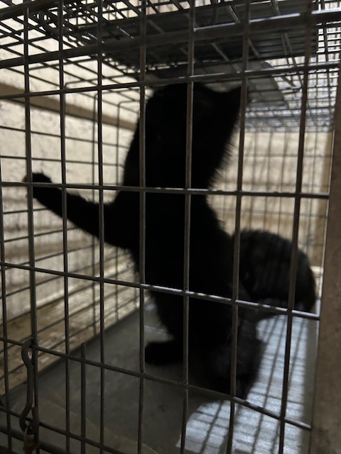Shelter Stray Male Cat last seen Near BLOCK SOUTHSIDE DR APT 4A, 3528 Newburg Rd, Louisville, KY 40218, USA