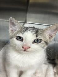 Shelter Stray Unknown Cat last seen , 957 N Gaffey St, San Pedro, CA 90731, USA
