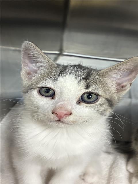 Shelter Stray Unknown Cat last seen , 957 N Gaffey St, San Pedro, CA 90731, USA