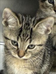 Shelter Stray Unknown Cat last seen , 957 N Gaffey St, San Pedro, CA 90731, USA