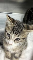 Shelter Stray Unknown Cat last seen , 957 N Gaffey St, San Pedro, CA 90731, USA