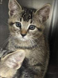 Shelter Stray Unknown Cat last seen , 957 N Gaffey St, San Pedro, CA 90731, USA