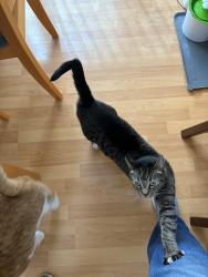Lost Male Cat last seen NE Glencoe Oaks and NE Milne, Hillsboro, OR 97124