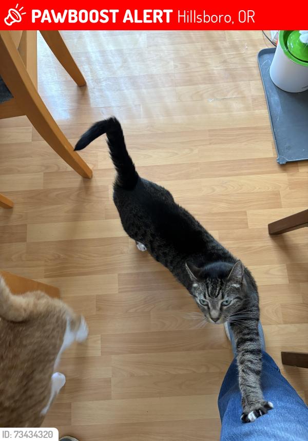Lost Male Cat last seen NE Glencoe Oaks and NE Milne, Hillsboro, OR 97124
