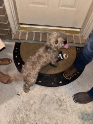 Found/Stray Unknown Dog last seen Park village ests, Pearland, TX 77584