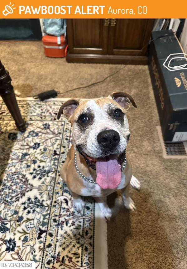 Found/Stray Female Dog last seen Southlands, Aurora, CO 80016