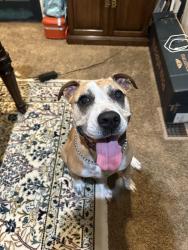 Found/Stray Female Dog last seen Southlands, Aurora, CO 80016