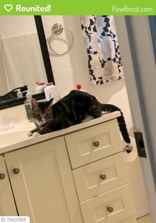 Reunited Female Cat last seen Starlight ranch community, Orlando, FL 32822