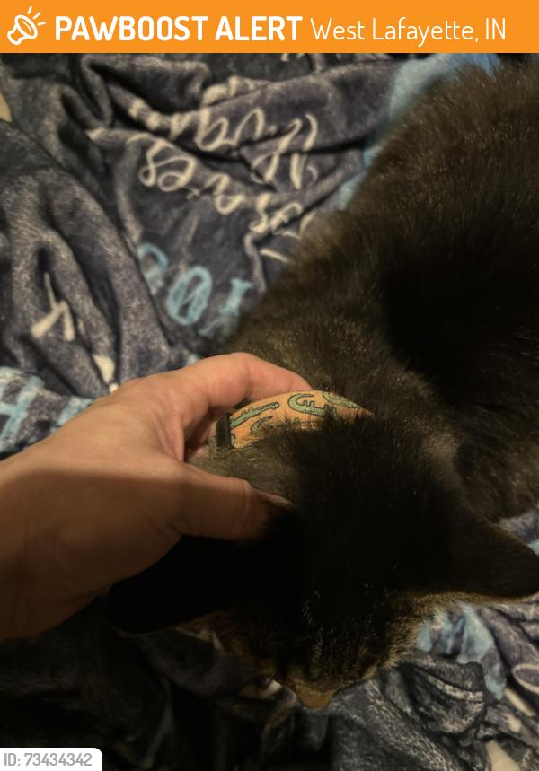 Lost Unknown Cat last seen Hunter RD and Tassel CT, West Lafayette, IN 47906
