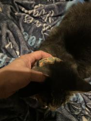 Lost Unknown Cat last seen Hunter RD and Tassel CT, West Lafayette, IN 47906