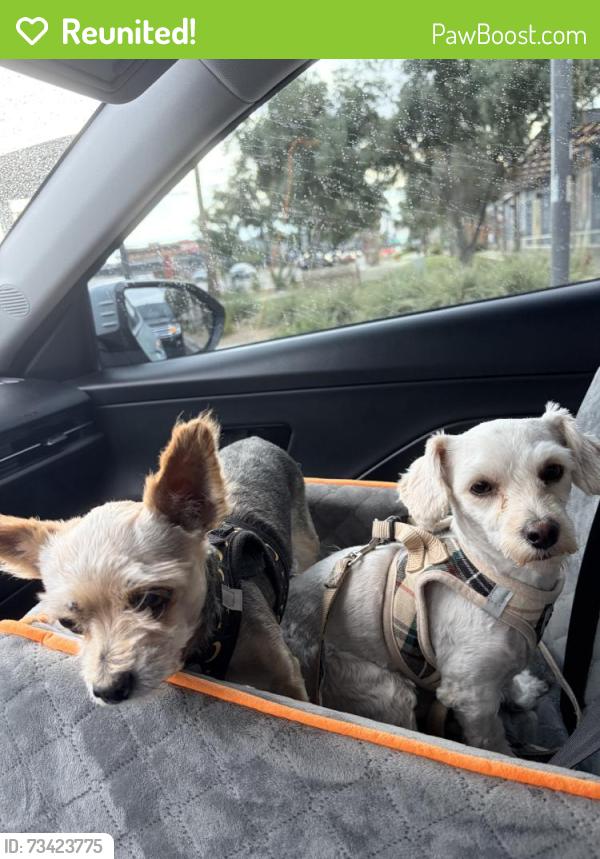 Reunited Female Dog last seen 18th Street and Thomas, Phoenix, AZ 85016