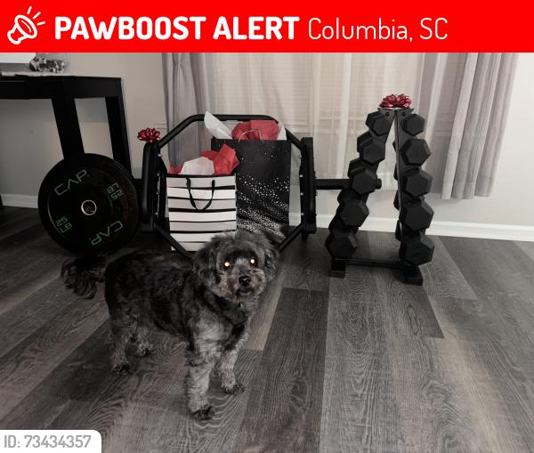 Lost Female Dog last seen Castle ridge drive, Columbia, SC 29229