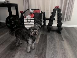 Lost Female Dog last seen Castle ridge drive, Columbia, SC 29229