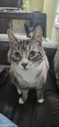 Lost Male Cat last seen In my back yard, Mission, BC V2V 1C9