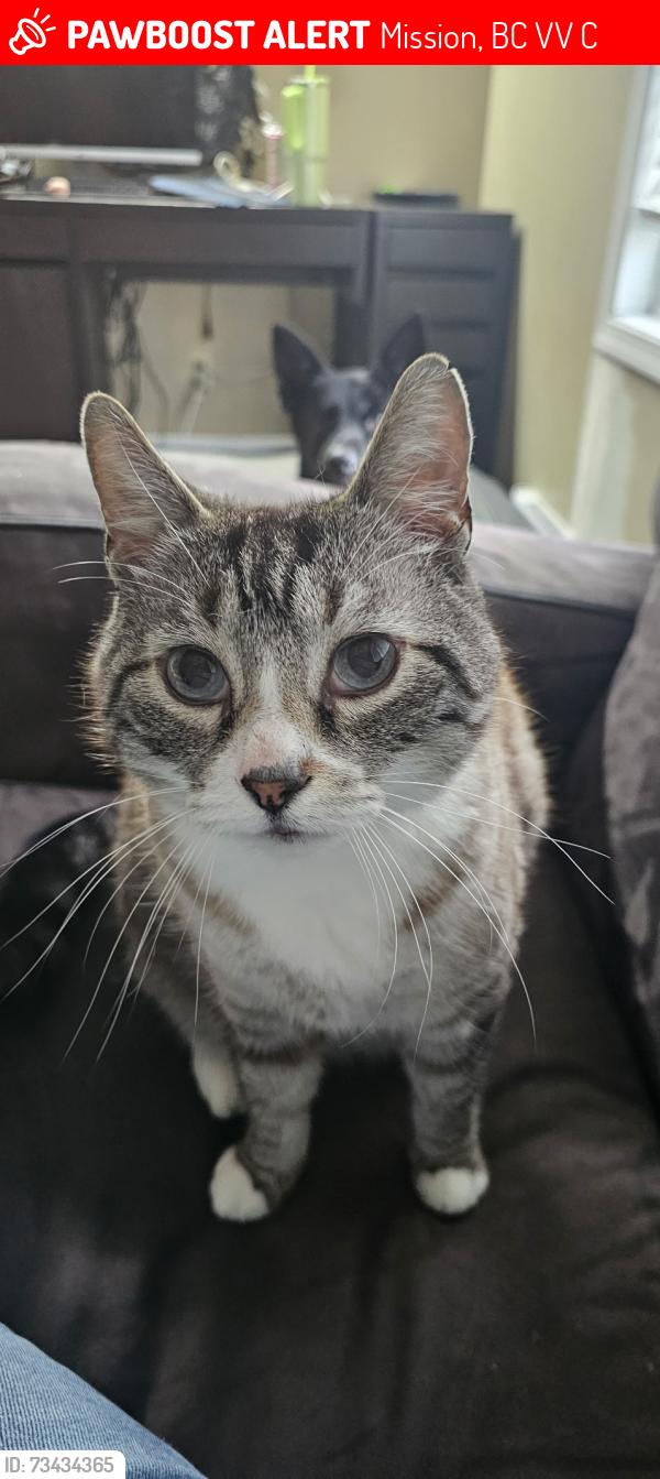 Lost Male Cat last seen In my back yard, Mission, BC V2V 1C9