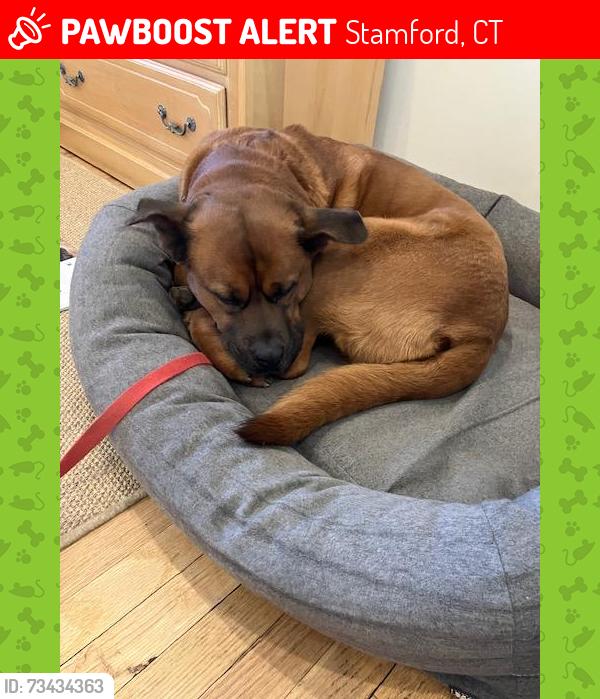 Lost Female Cat last seen Wire Mill Road and Red Fox Road, Stamford, CT 06903