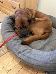 Lost Female Cat last seen Wire Mill Road and Red Fox Road, Stamford, CT 06903