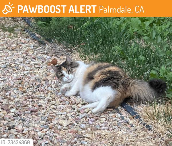 Found/Stray Unknown Cat last seen Rockrock Street and Bottlebrush, Palmdale, CA 93551