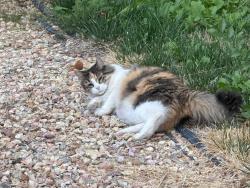 Found/Stray Unknown Cat last seen Rockrock Street and Bottlebrush, Palmdale, CA 93551