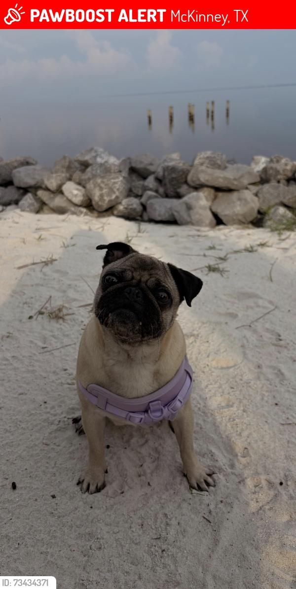 Lost Female Dog last seen W white ace, McKinney, TX 75071