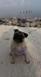 Lost Female Dog last seen W white ace, McKinney, TX 75071