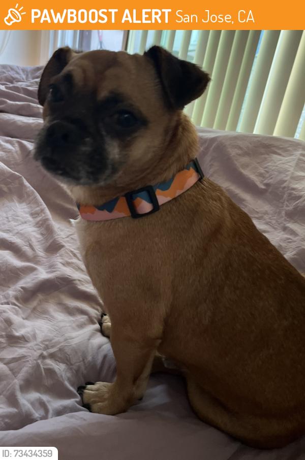 Found/Stray Male Dog last seen Diana avenue San Jose, San Jose, CA 95116