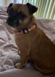 Found/Stray Male Dog last seen Diana avenue San Jose, San Jose, CA 95116