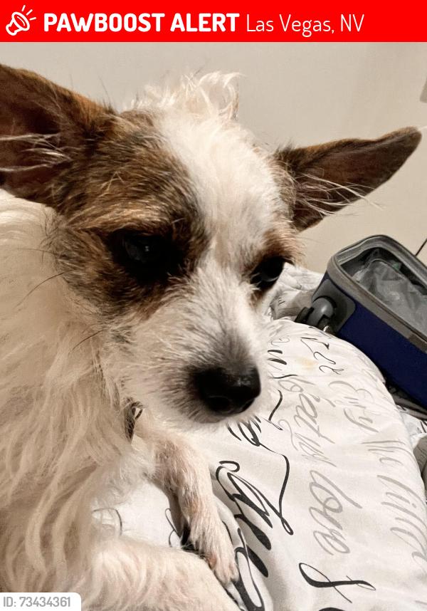 Lost Female Dog last seen Vegas valley y Karen ave, Las Vegas, NV 89121