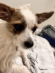 Lost Female Dog last seen Vegas valley y Karen ave, Las Vegas, NV 89121