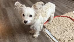 Reunited Male Dog last seen Meridian Terrace apmts, Sacramento, CA 95841