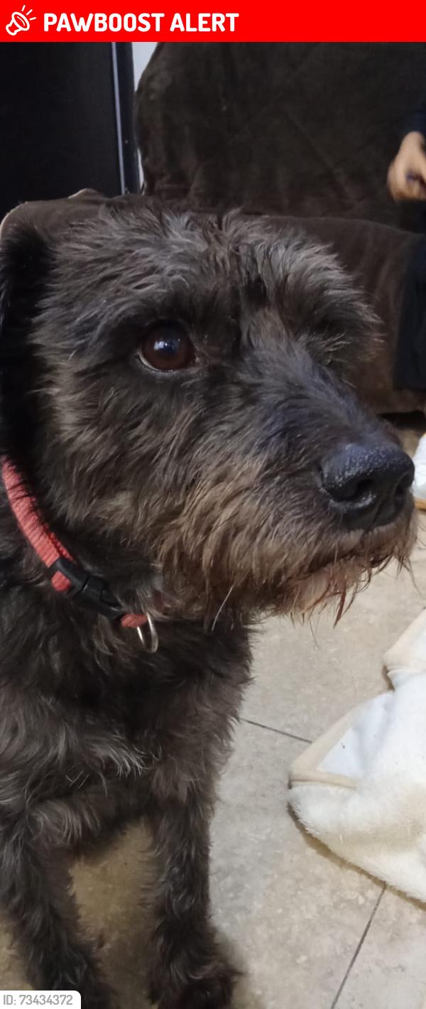 Lost Male Dog last seen Calle Altamira, Naucalpan de Juárez, Méx. 