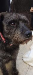 Lost Male Dog last seen Calle Altamira, Naucalpan de Juárez, Méx. 