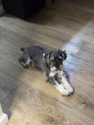 Reunited Male Dog last seen Roselle, Modesto, CA 95355
