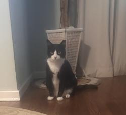 Reunited Male Cat last seen Gristmill lane, Halesite, NY, Halesite, NY 11743