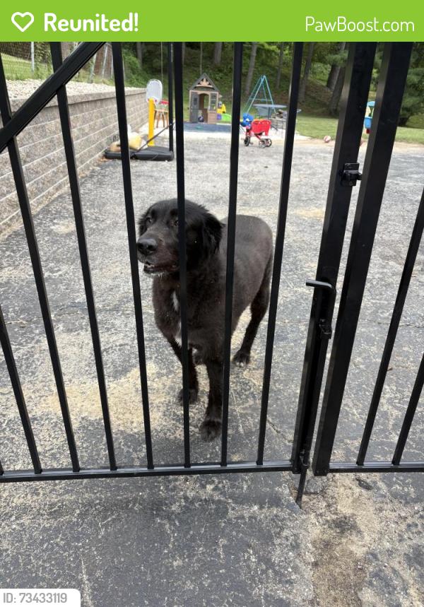 Reunited Male Dog last seen Near Westernmill Drive, Chesterfield, MO 63017