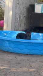 Found/Stray Male Dog last seen McCurtain, Calera, OK 74730