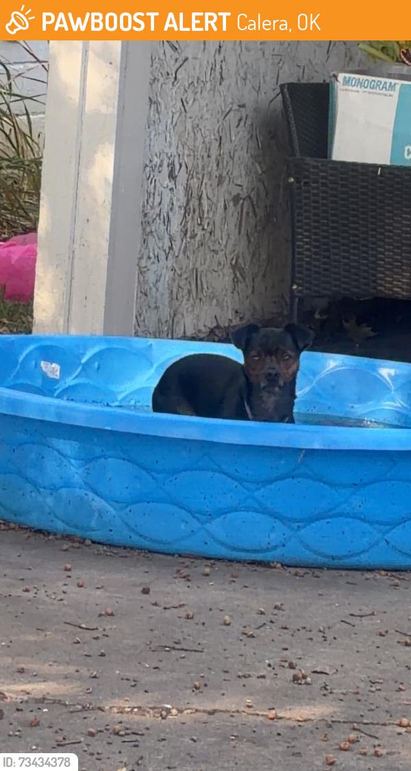 Found/Stray Male Dog last seen McCurtain, Calera, OK 74730
