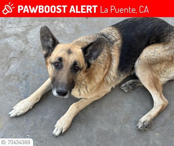 Lost Male Dog last seen Valley Blvd and S. Covina Blvd near the Dinos Charbroiled Burgers, La Puente, CA 91746