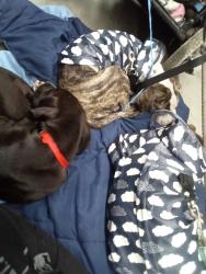 Lost Female Dog last seen Euclid and crescent, Anaheim, CA 92801
