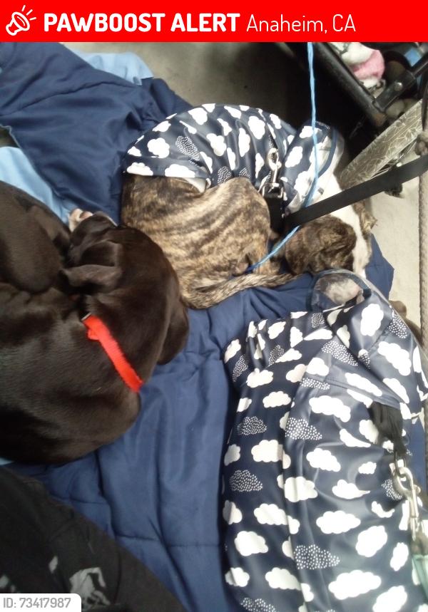 Lost Female Dog last seen Euclid and crescent, Anaheim, CA 92801