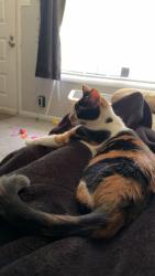 Reunited Female Cat last seen Palmbay road and babcok, Palm Bay, FL 32905