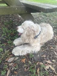 Found/Stray Male Dog last seen Kemah RV Park, Bacliff, TX 77518