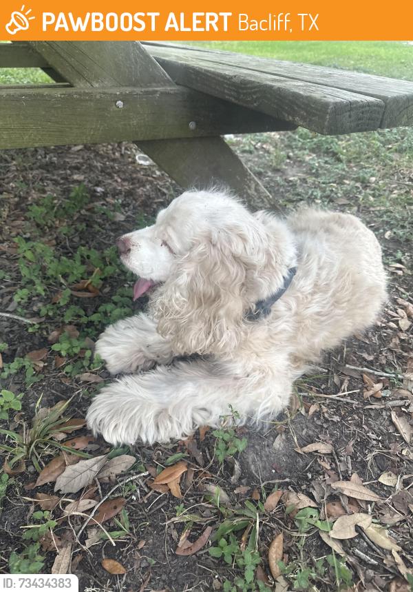Found/Stray Male Dog last seen Kemah RV Park, Bacliff, TX 77518
