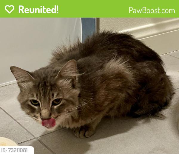 Reunited Unknown Cat last seen Los Feliz, Los Angeles, CA 90027