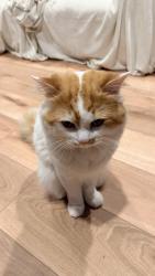 Reunited Unknown Cat last seen Duke St, Alexandria, VA, USA, Alexandria, VA 22303