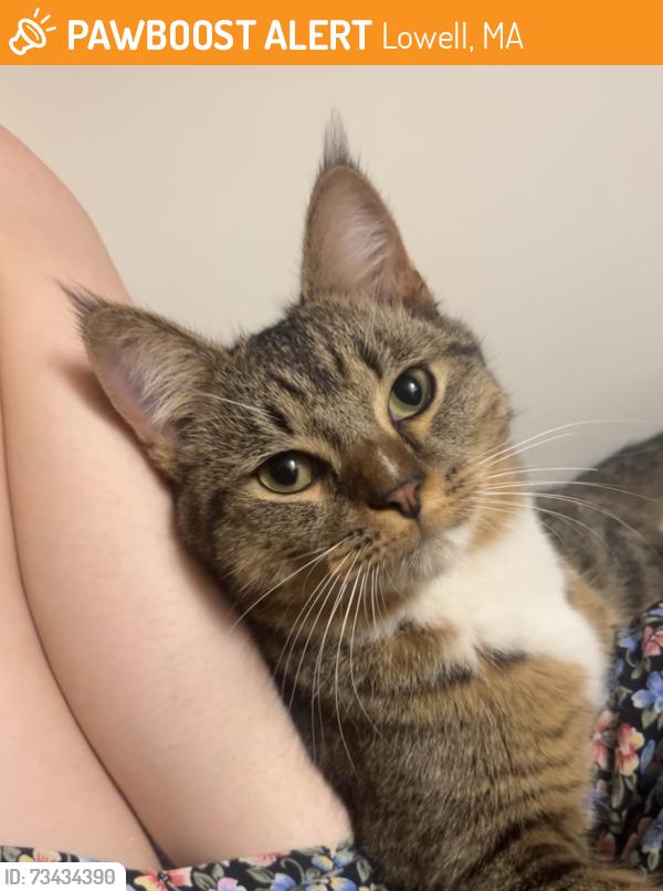Found/Stray Male Cat last seen walkway cndmniums, Lowell, MA 01850