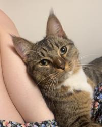 Found/Stray Male Cat last seen walkway cndmniums, Lowell, MA 01850